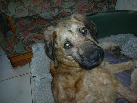 OSCAR - jeune crois LEONBERG - plantigrade - A L'ADOPTION - Os-510