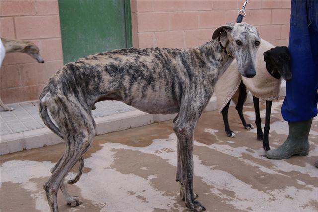 Galgos esprant pouvoir tre rapatris en France... Teo810