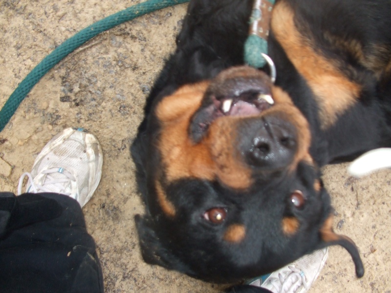 Uxa Rottweiler de 7 ans Dscf1215