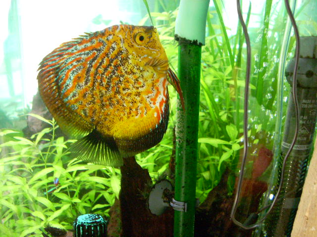 nouvelle ponte de mes discus Dscn0312