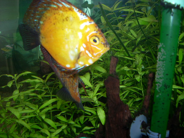 nouvelle ponte de mes discus Dscn0315