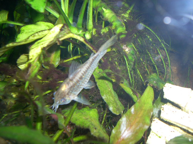 mes corydoras... Dscn0433