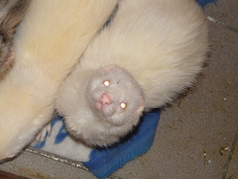Pollux furet blanc né le 30 juin 2011 Dscf8227
