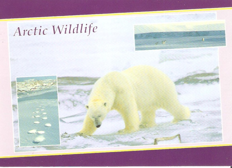 l'OURS dans les cartes postales - Page 3 Cp_mon10