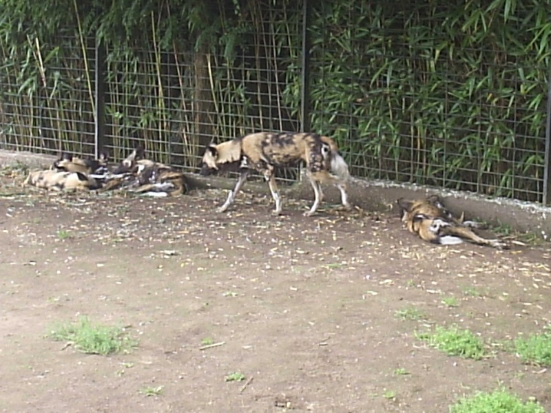 zoo de pont scorff Docume21