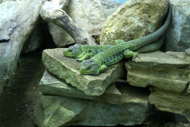 les reptiles et amphibiens du zoo de Londres Dsc00116