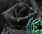 Reapertura- 1er Concurso de Avatares de R.U.K. (Votaciones) Rosa_n10
