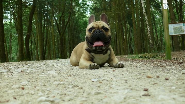 promenons nous dans les bois! Photo_16