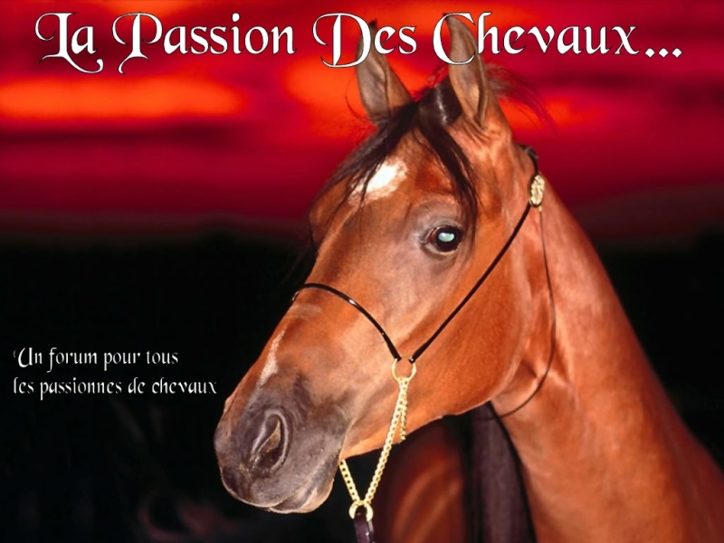 La passion des chevaux En_tet10