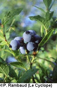 Le Québec en recettes 3857310