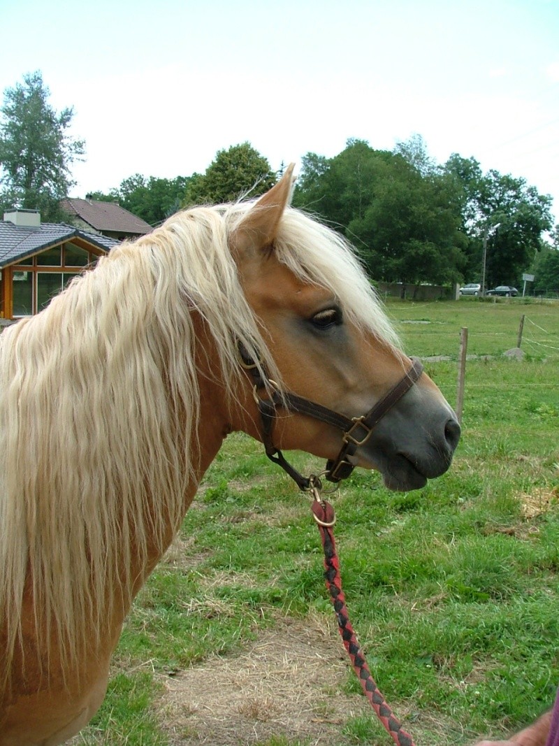 Moi Roya Le je vous raconte mon histoire du paradis des chevaux 2004_010