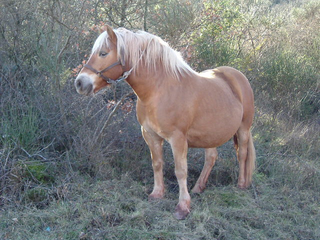 Moi Roya Le je vous raconte mon histoire du paradis des chevaux Emys10