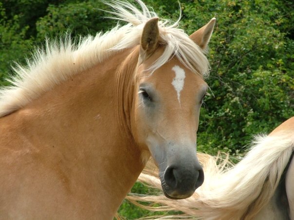 Moi Roya Le je vous raconte mon histoire du paradis des chevaux N1022711