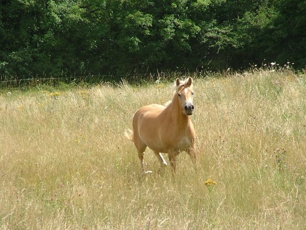 Moi Roya Le je vous raconte mon histoire du paradis des chevaux N1022712