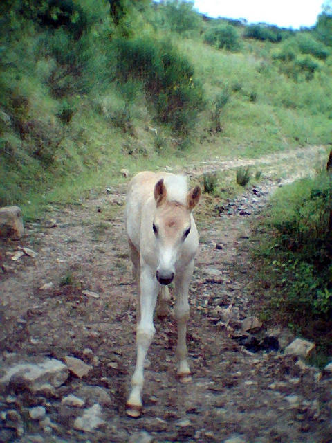 Moi Roya Le je vous raconte mon histoire du paradis des chevaux Roya0017