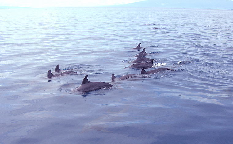 Dolphin watching and visiting the Sand bar pics Dolp3a10