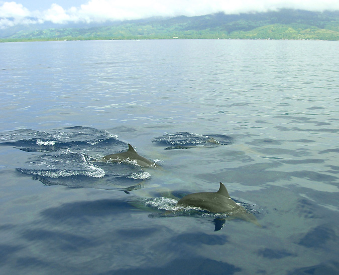 Dolphin watching and visiting the Sand bar pics Dolphi14