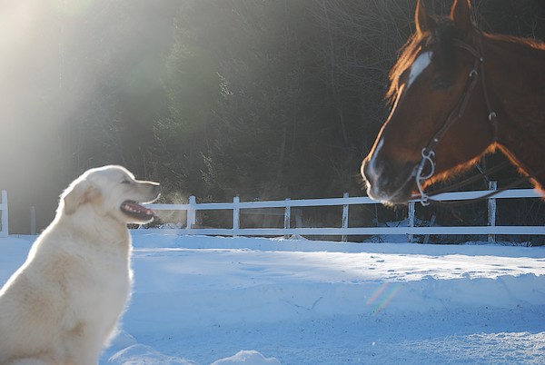 Les chevaux hier ! A_l_ac28