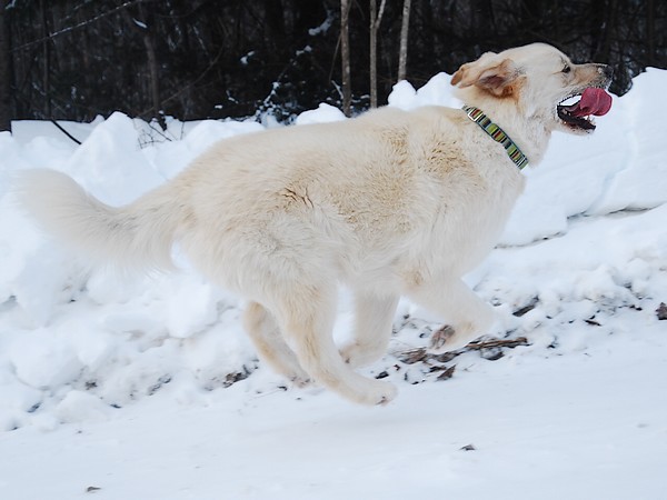 Pour vous donner des nouvelles, les dernières photos de mes chiens Chale103