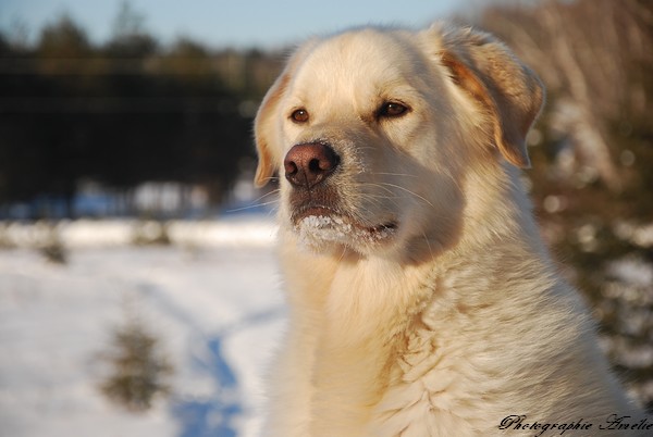 Pour vous donner des nouvelles, les dernières photos de mes chiens Chale106