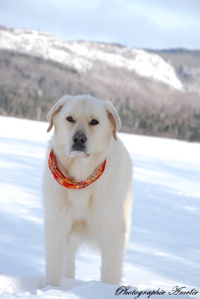 Pour vous donner des nouvelles, les dernières photos de mes chiens Chale149