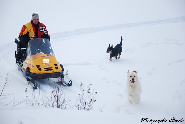 Pour vous donner des nouvelles, les dernières photos de mes chiens Chalet72