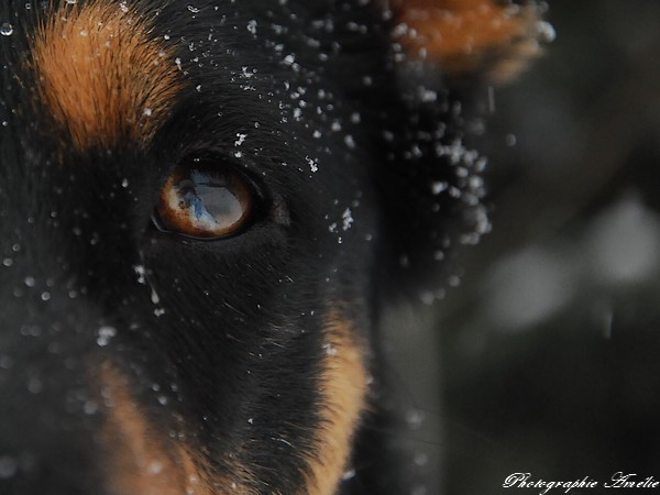 Pour vous donner des nouvelles, les dernières photos de mes chiens Chalet75