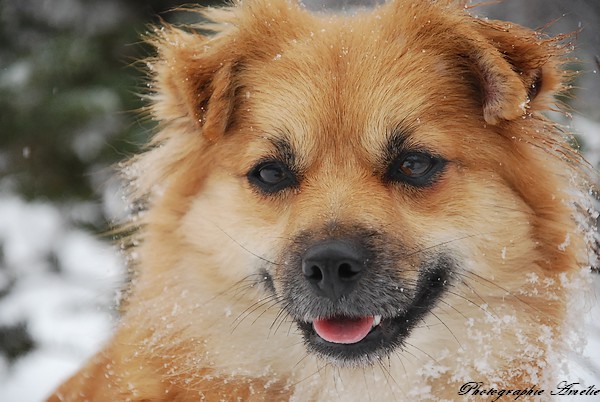 Pour vous donner des nouvelles, les dernières photos de mes chiens Chalet78