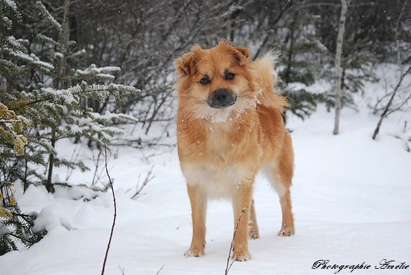 Pour vous donner des nouvelles, les dernières photos de mes chiens Chalet79