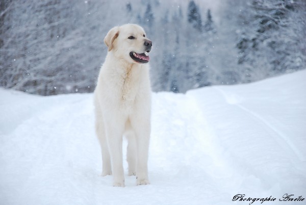 Pour vous donner des nouvelles, les dernières photos de mes chiens Chalet83