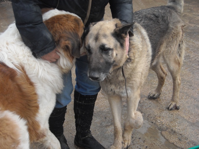 La vie des chiens au refuge Dscn0056