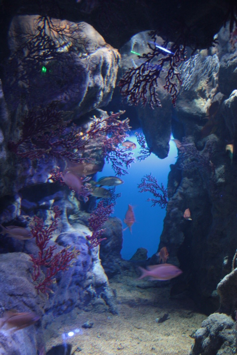 Mare Nostrum - L'aquarium public de Montpellier Img_8211