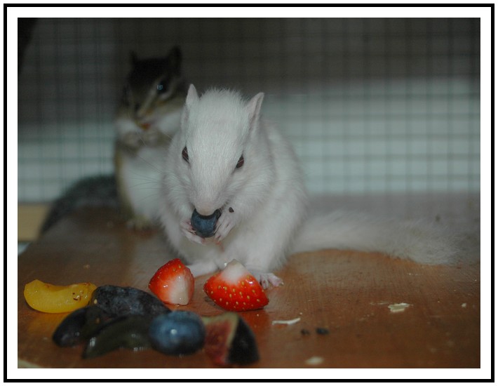 Séance photo - Kaïna et Babou P.53 Flo_et14