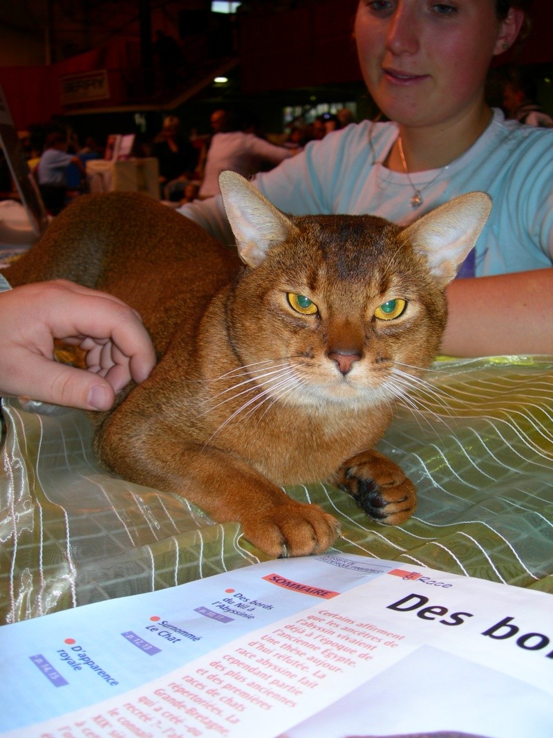 expo de chat de bourges 2_ans_12