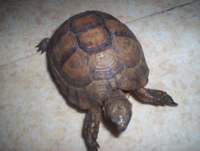 Identification tortue Tortue15