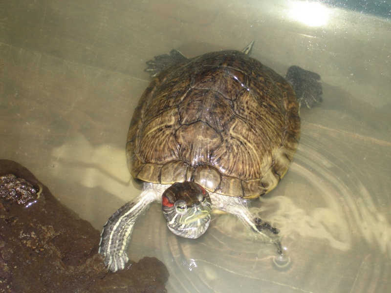 nourriture pour tortue de floride???