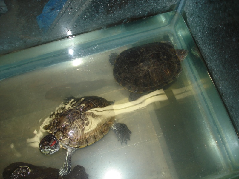 nourriture pour tortue de floride???