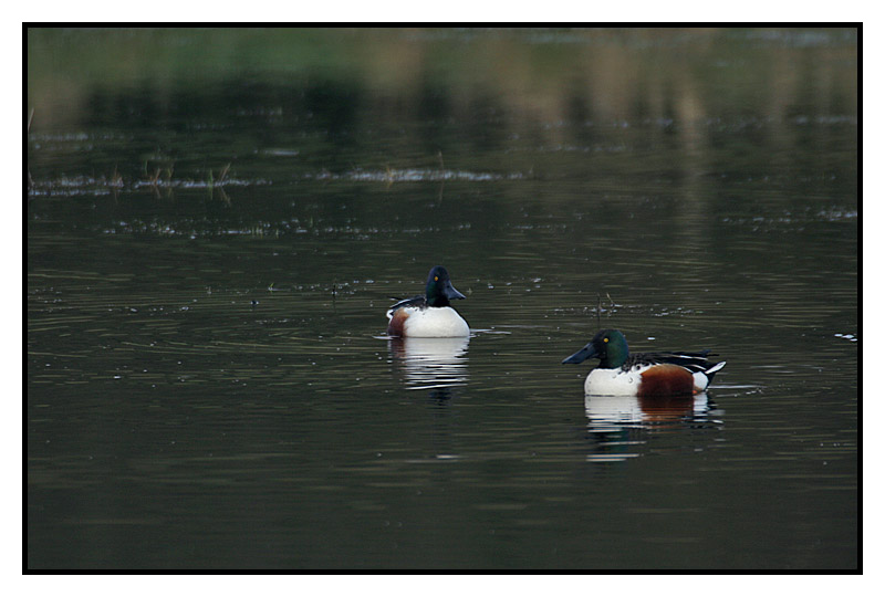 canards souchet (+ ajout) Canard12