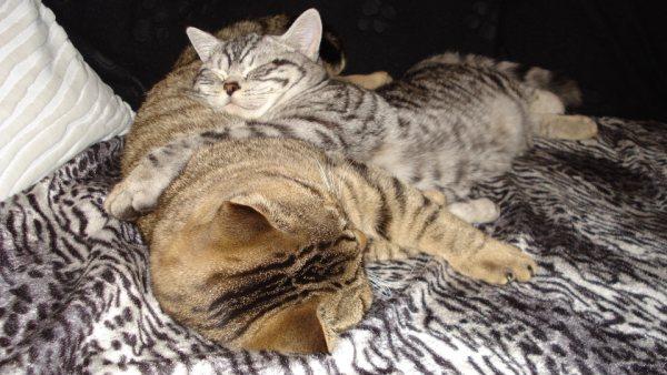 Les chatons de Gilly et Boy nés le 4 août 2009 - Page 5 310