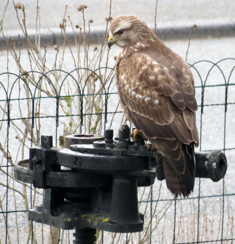 Buse variable [Buteo buteo] Rapace10