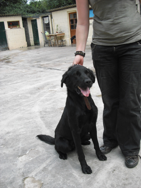 VISKY labrador noir de 3 ans - Aunay sur Odon 14 Cimg0312