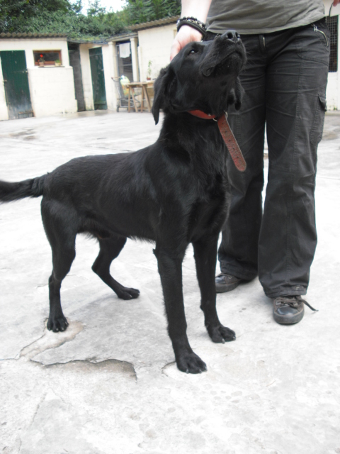 VISKY labrador noir de 3 ans - Aunay sur Odon 14 Cimg0313