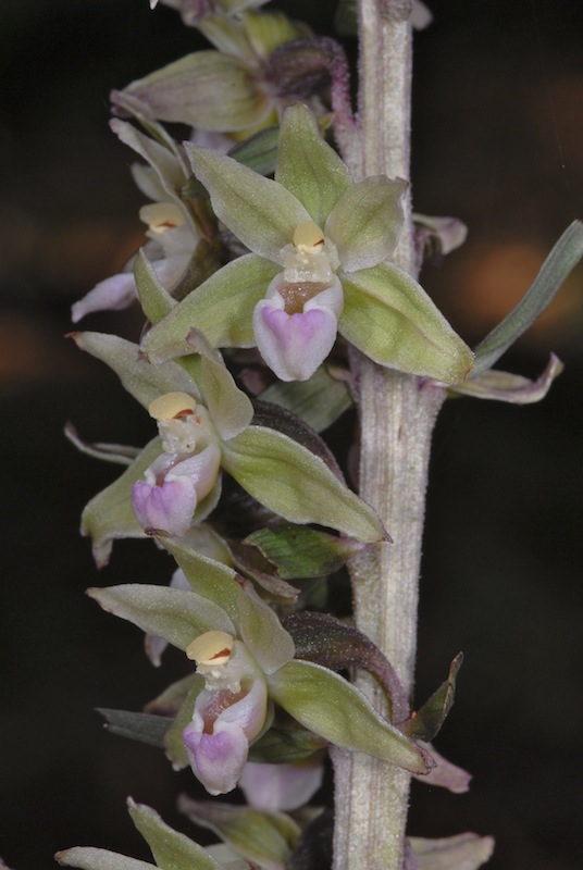 Deux biotopes d'E. purpurata  20110811