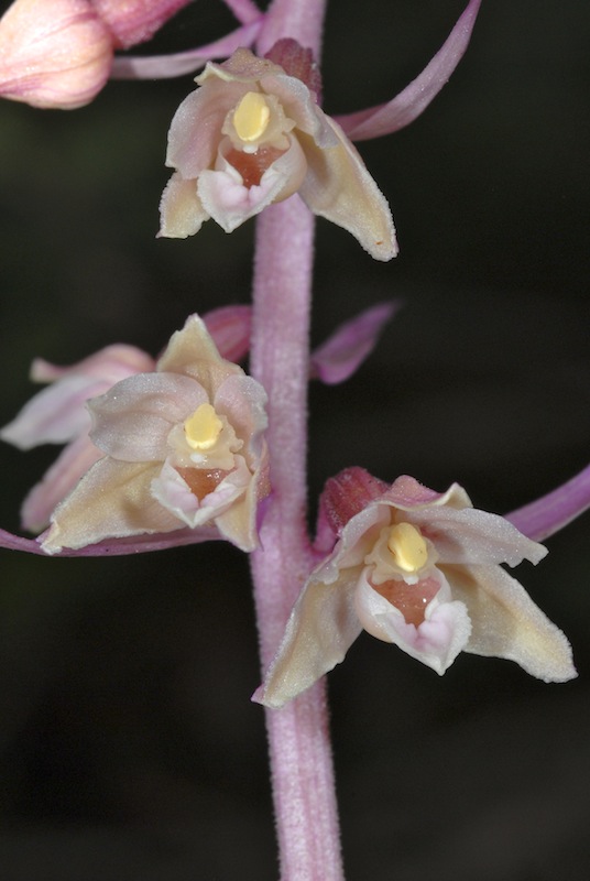 Deux biotopes d'E. purpurata  20110819