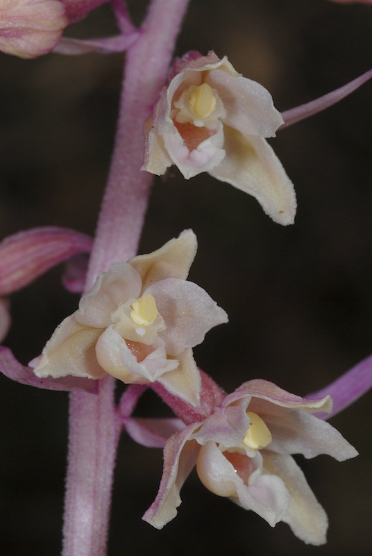 Deux biotopes d'E. purpurata  20110821