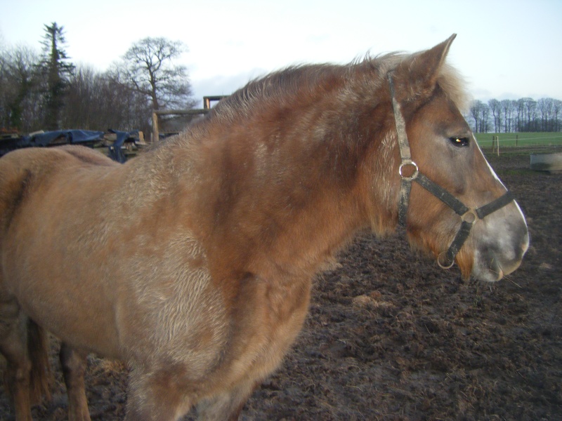 Intime lady, Haflinger, reservée par olivier !!!!!!!!!!!!!!!!!!!!!!!!!!!!!!!!!!!!!!!!!! 01510