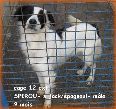 BeLL - cage 12 ext SPIROU x jack/épagneul 9 mois, blanc-noir... poil mi-long 12ext10