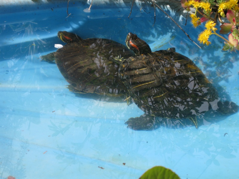Fiche tortues de Floride Tortue11