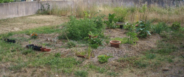 Concours de Décembre : à vos votes. Deuxième votre pour la 3eme place Plante10