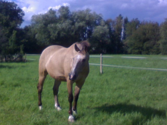 Calypso, un cheval pas comme les autres... Dsc00611